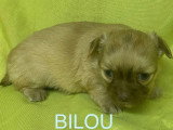 5 chiots Chihuahua à poils longs à réserver non LOF nés en mars 2026