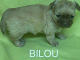 5 chiots Chihuahua à poils longs à réserver non LOF nés en mars 2026