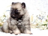 9 chiots Spitz Loup LOF nés en avril 2026 à réserver
