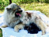 9 chiots Spitz Loup LOF nés en avril 2026 à réserver