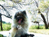 9 chiots Spitz Loup LOF nés en avril 2026 à réserver