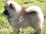 9 chiots Spitz Loup LOF nés en avril 2026 à réserver