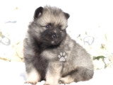 9 chiots Spitz Loup LOF nés en avril 2026 à réserver