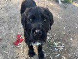 Tuti, choit à adopter en association