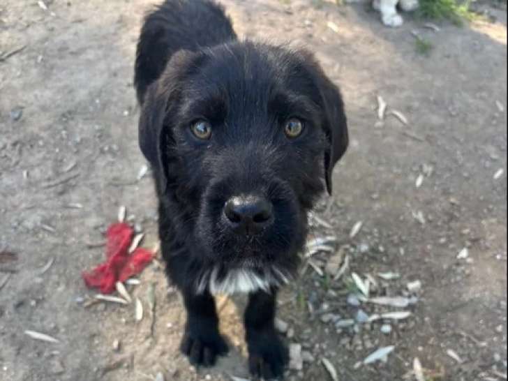 Tuti, choit à adopter en association