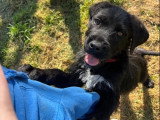 Tuti, choit à adopter en association