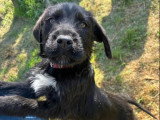 Tuti, choit à adopter en association