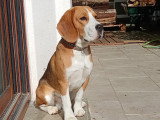 Mâle Beagle disponible pour saillie