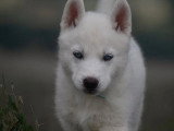 7 chiots Husky de Sibérie LOF à réserver