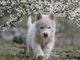 7 chiots Husky de Sibérie LOF à réserver
