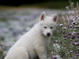 7 chiots Husky de Sibérie LOF à réserver