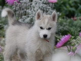 7 chiots Husky de Sibérie LOF à réserver