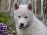 7 chiots Husky de Sibérie LOF à réserver