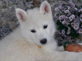 7 chiots Husky de Sibérie LOF à réserver