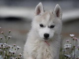 7 chiots Husky de Sibérie LOF à réserver