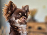 Mâle Chihuahua LOF confirmé disponible pour saillie