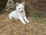 Chiots Berger Blanc Suisse à vendre