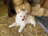 Chiots Berger Blanc Suisse à vendre