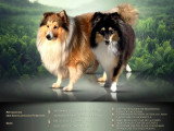 Chiots Berger Shetland LOF fauves à vendre