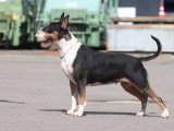 Chienne Bull Terrier à placer