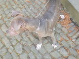 Jeune chienne American Bully de 7 mois à donner