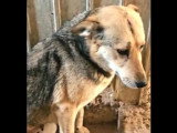 En attente d'un foyer : chienne de 2 ans au pelage fauve charbonné