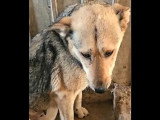 En attente d'un foyer : chienne de 2 ans au pelage fauve charbonné