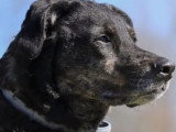 À adopter : chienne de 7 ans