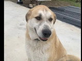 À adopter : chien de 5 ans au pelage sable