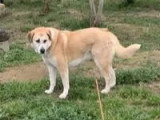À adopter : chien de 5 ans au pelage sable