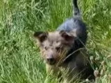 À la recherche d'une famille : chien de 13 ans au pelage noir et beige
