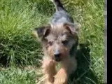 À la recherche d'une famille : chien de 13 ans au pelage noir et beige