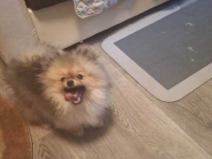 Vendre très mignonne chiot naine et  mâle avec pasport  et disponible  !