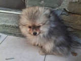 Chiot mâle Loulou de Poméranie à vendre