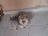Chiot mâle Loulou de Poméranie à vendre
