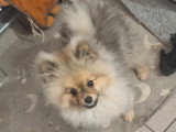 Chiot mâle Loulou de Poméranie à vendre
