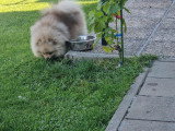 Vendre très mignonne chiot naine et  mâle avec pasport  et disponible  !