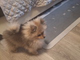 Vendre très mignonne chiot naine et  mâle avec pasport  et disponible  !