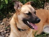 Chiot femelle au pelage fauve de 11 mois en attente d'adoption