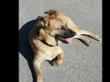Chiot femelle au pelage fauve de 11 mois en attente d'adoption