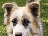Chien Berger au pelage fauve charbonné de 4 ans disponible à l'adoption
