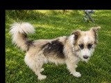 Chien Berger au pelage fauve charbonné de 4 ans disponible à l'adoption
