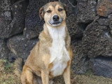 Chien au pelage tricolore de 2 ans à adopter