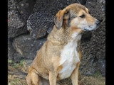 Chien au pelage tricolore de 2 ans à adopter