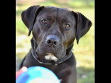 Chien au pelage noir de 2 ans disponible à l'adoption