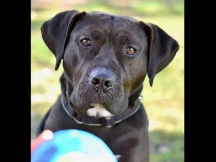 Chien au pelage noir de 2 ans disponible à l'adoption