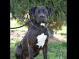 Chien au pelage noir de 2 ans disponible à l'adoption