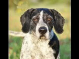 Chien au pelage noir et blanc de 4 ans disponible à l'adoption