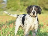 Chien au pelage noir et blanc de 4 ans disponible à l'adoption