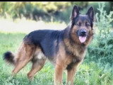Chien Berger Allemand au pelage fauve charbonné d'un an à adopter